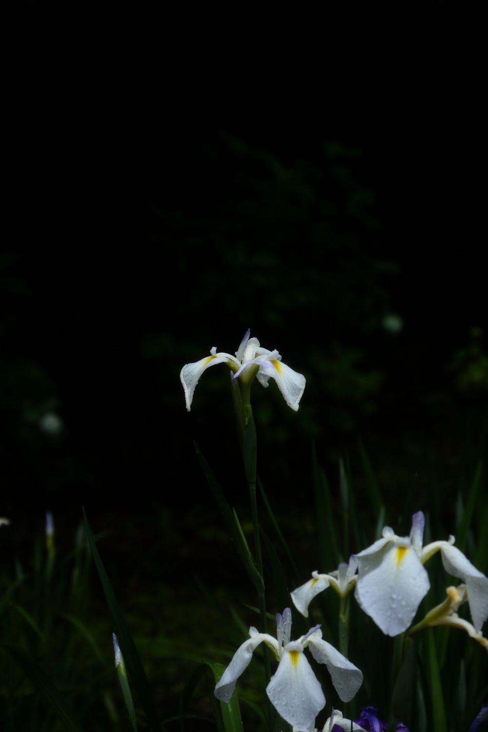 紫陽花の写真を撮りました