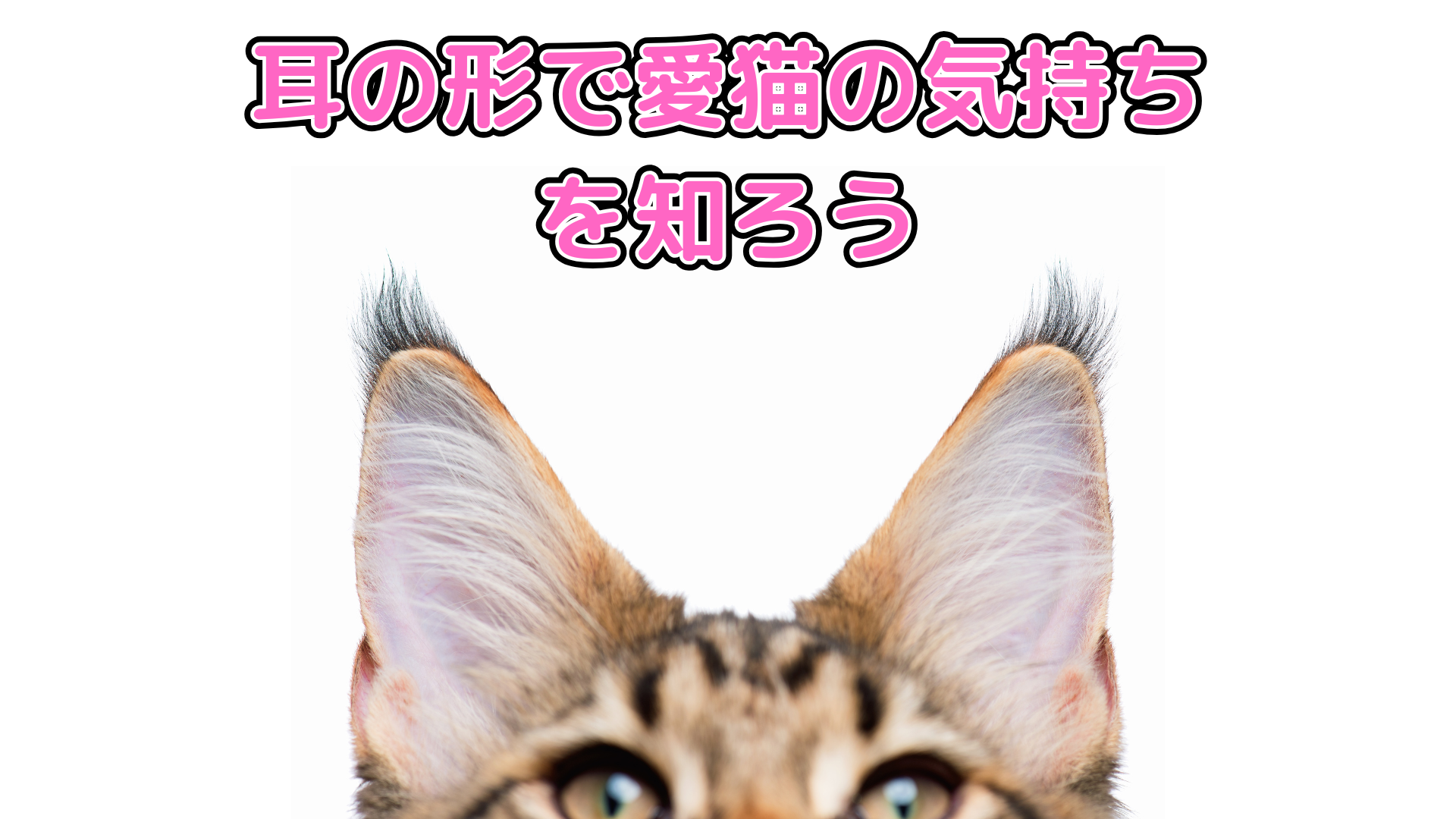 耳の形でわかる猫の気持ち