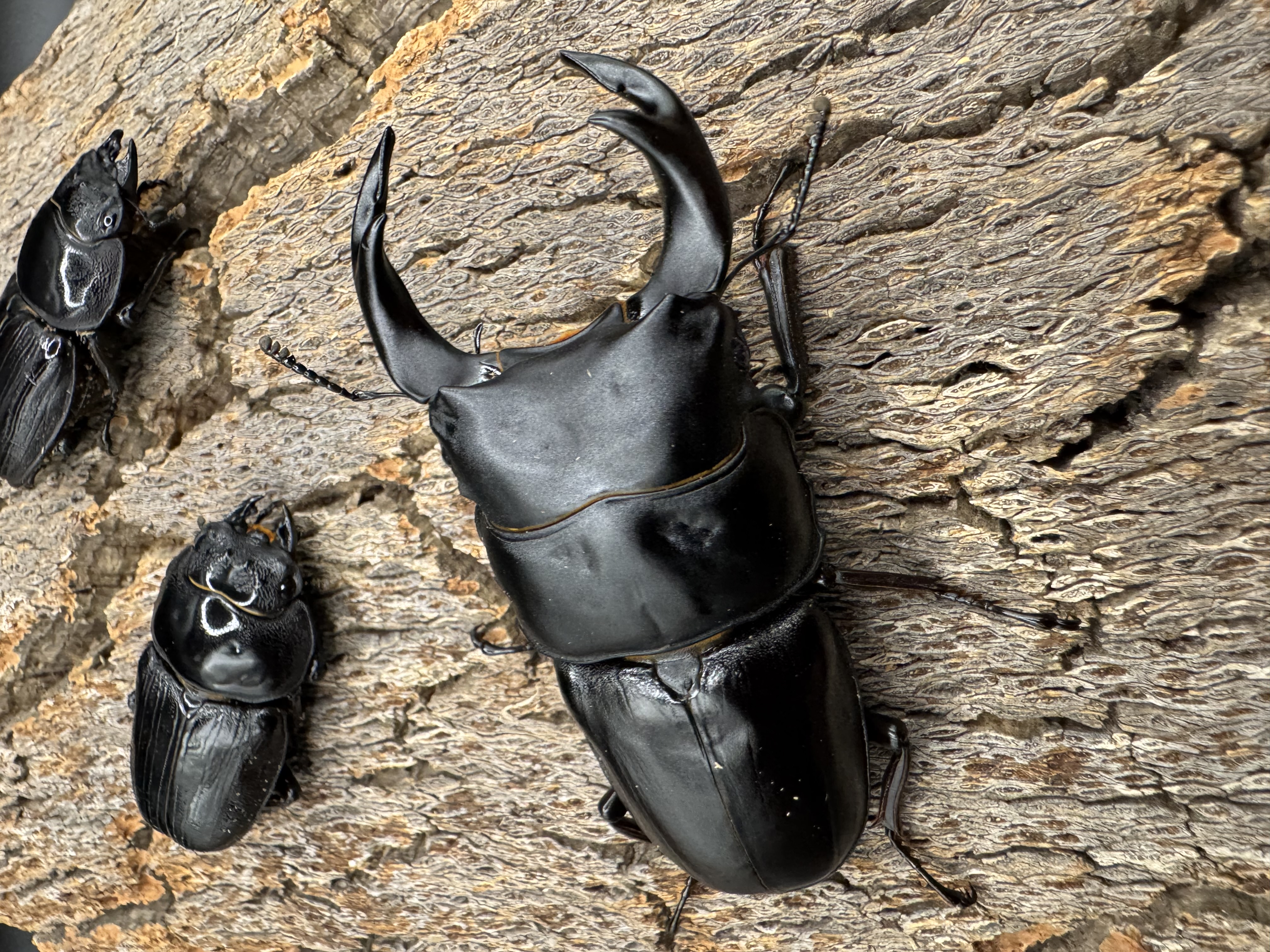 第26話 販売開始☆