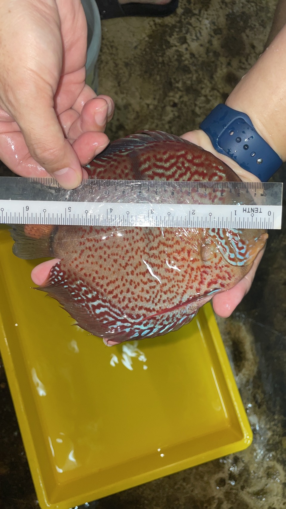 11月20日(木)ペナン便入荷します