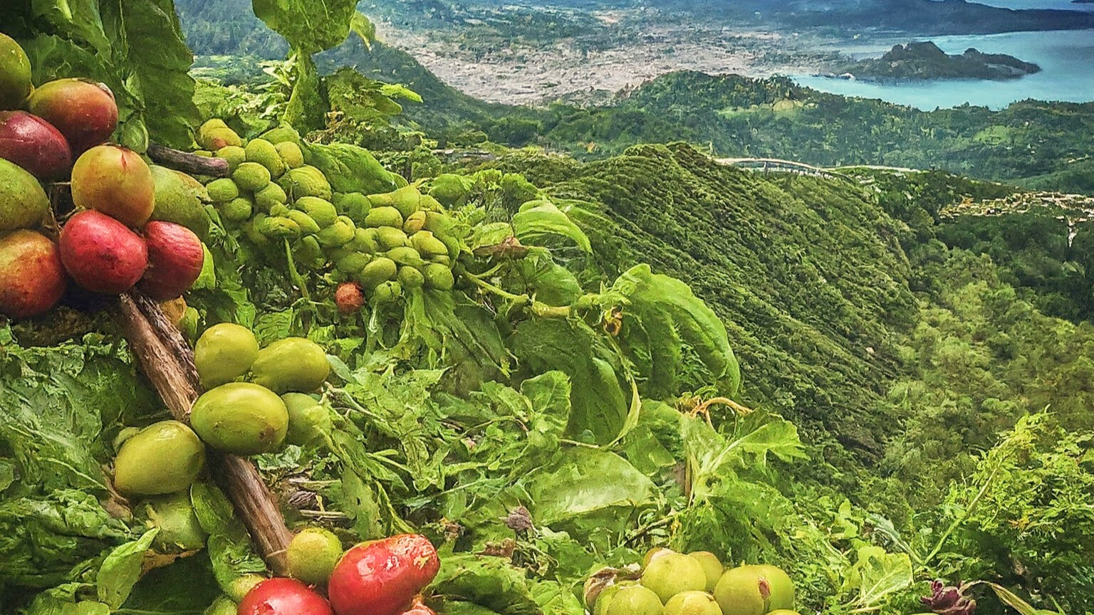 【告知】新しい味わいを! 「ホンジュラス」お試し半額セール