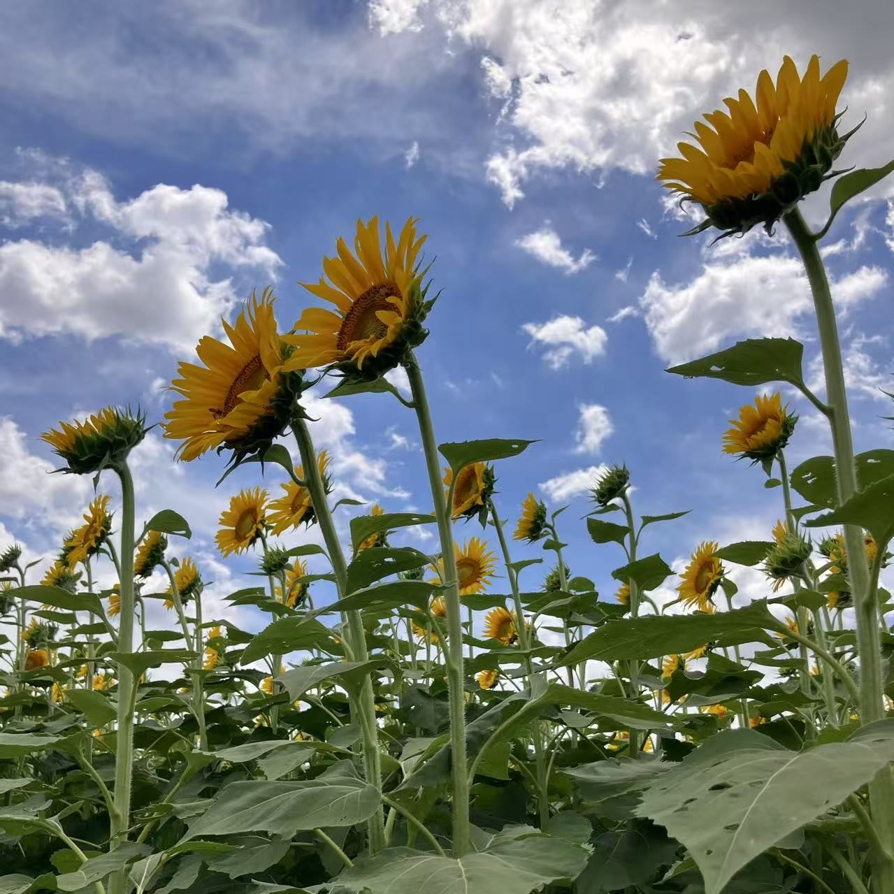 ひまわりに元気をもらう🌻