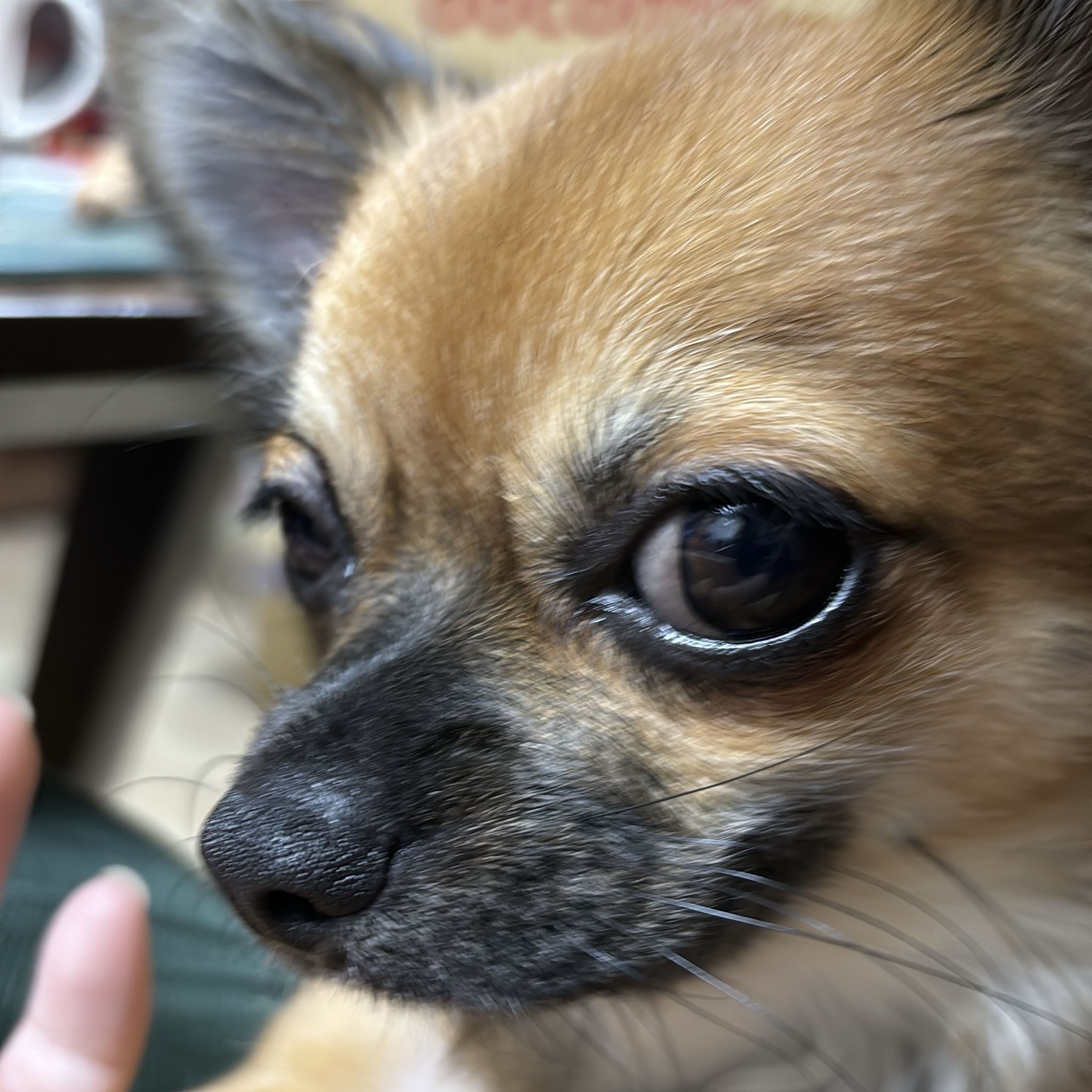 無事LLサイズ発売！