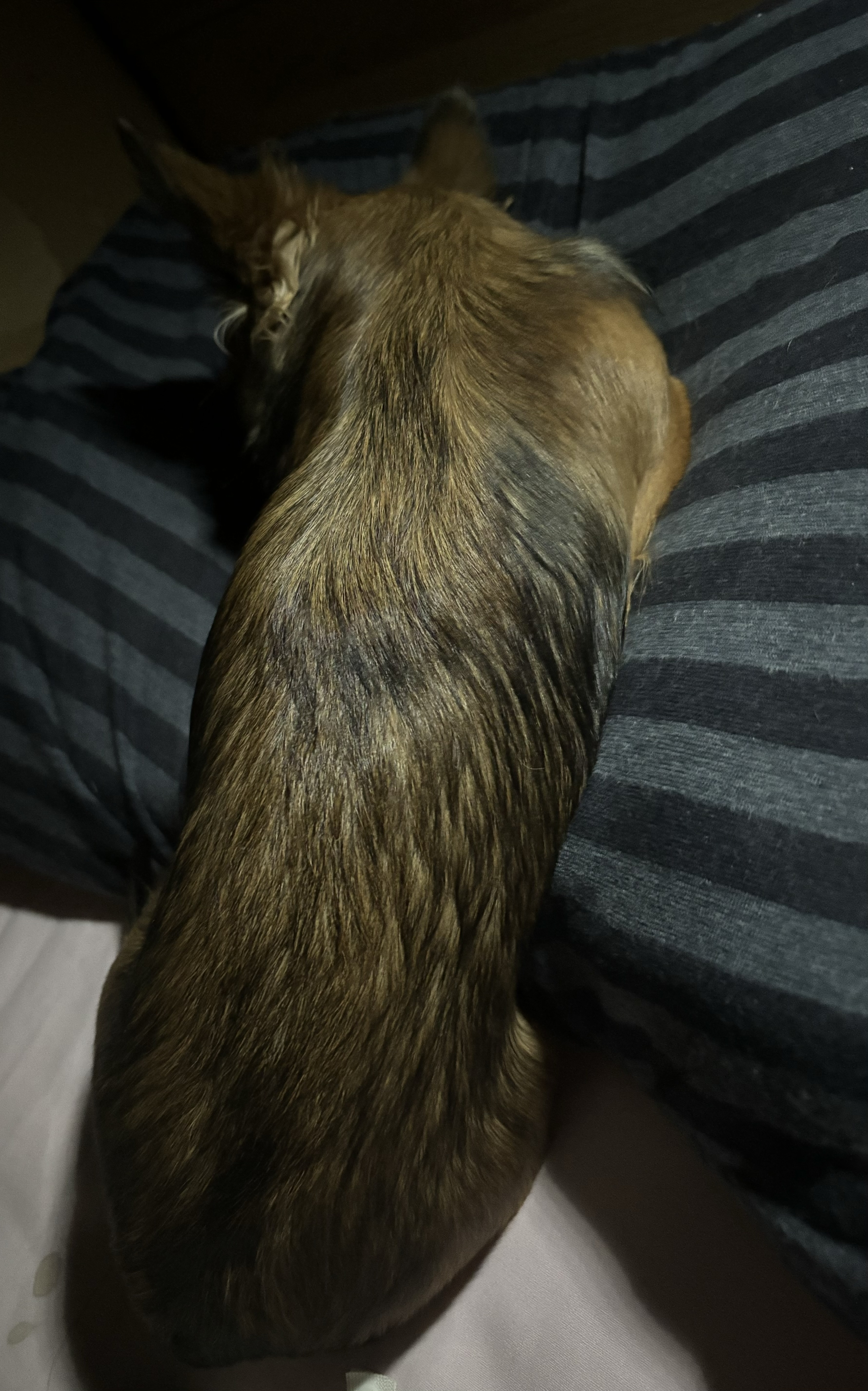 なかなか毎日の更新ができないです