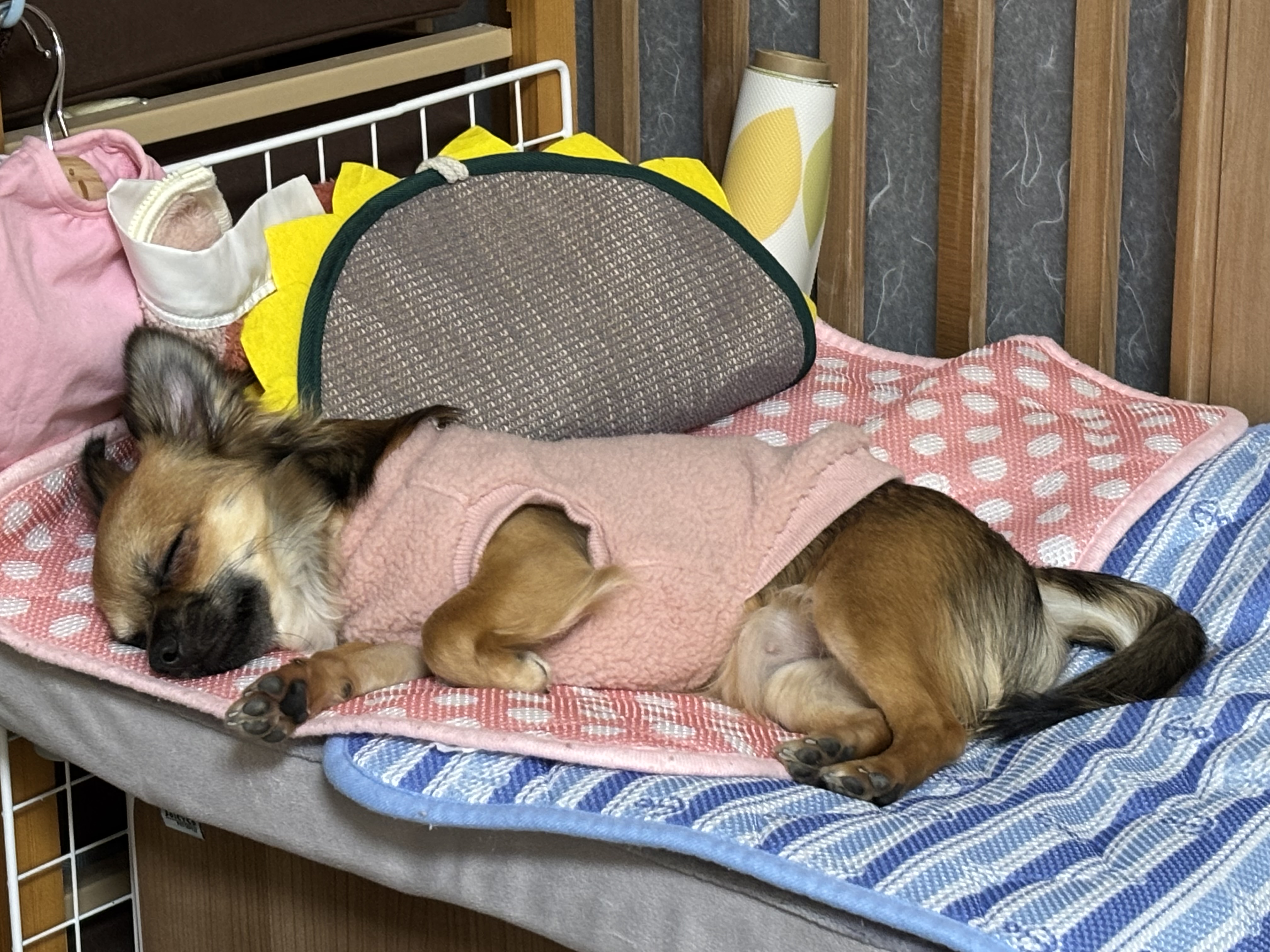 リードの販売開始しました！