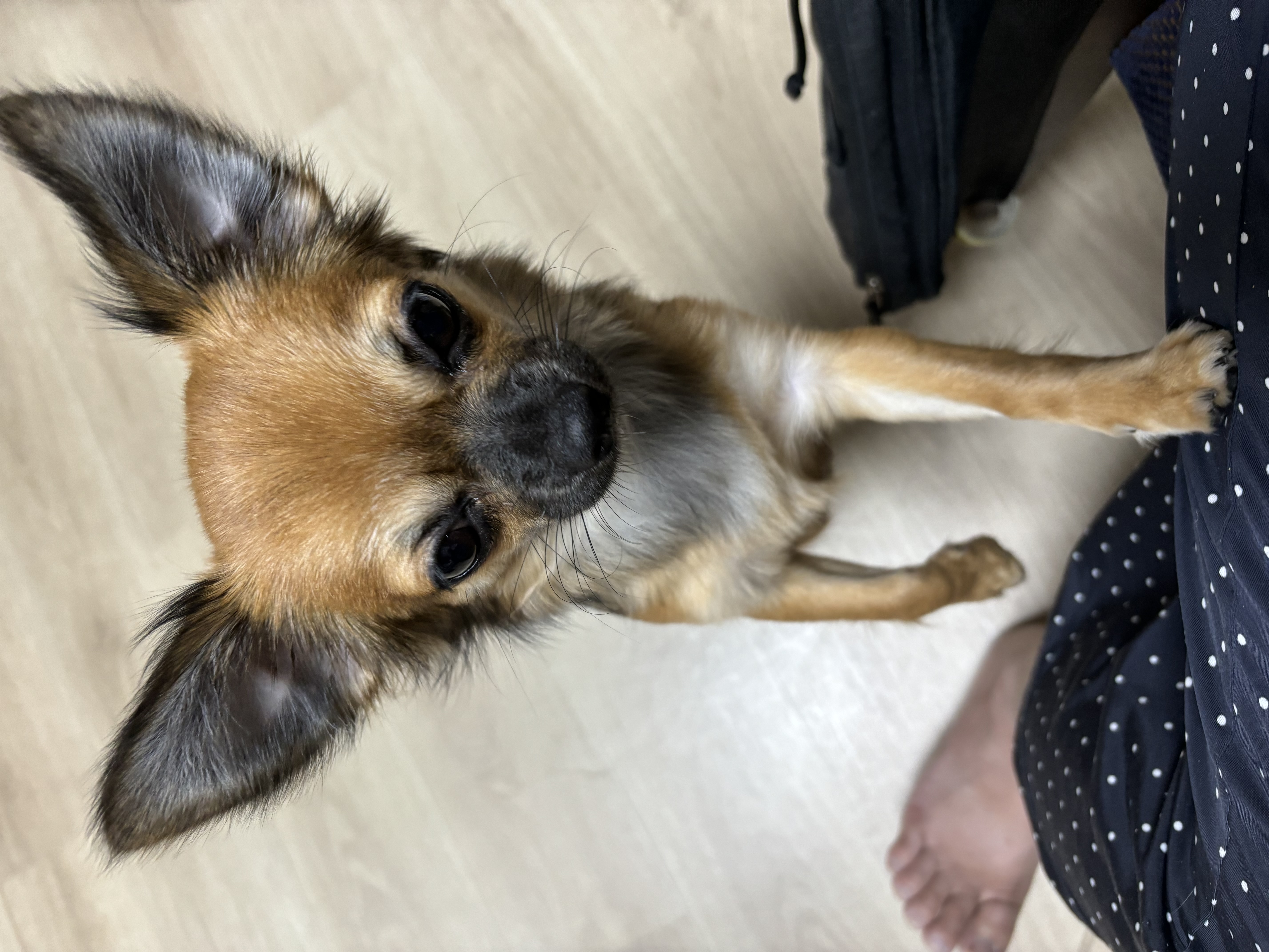 シェーロちゃんにとってはいつもの日常です