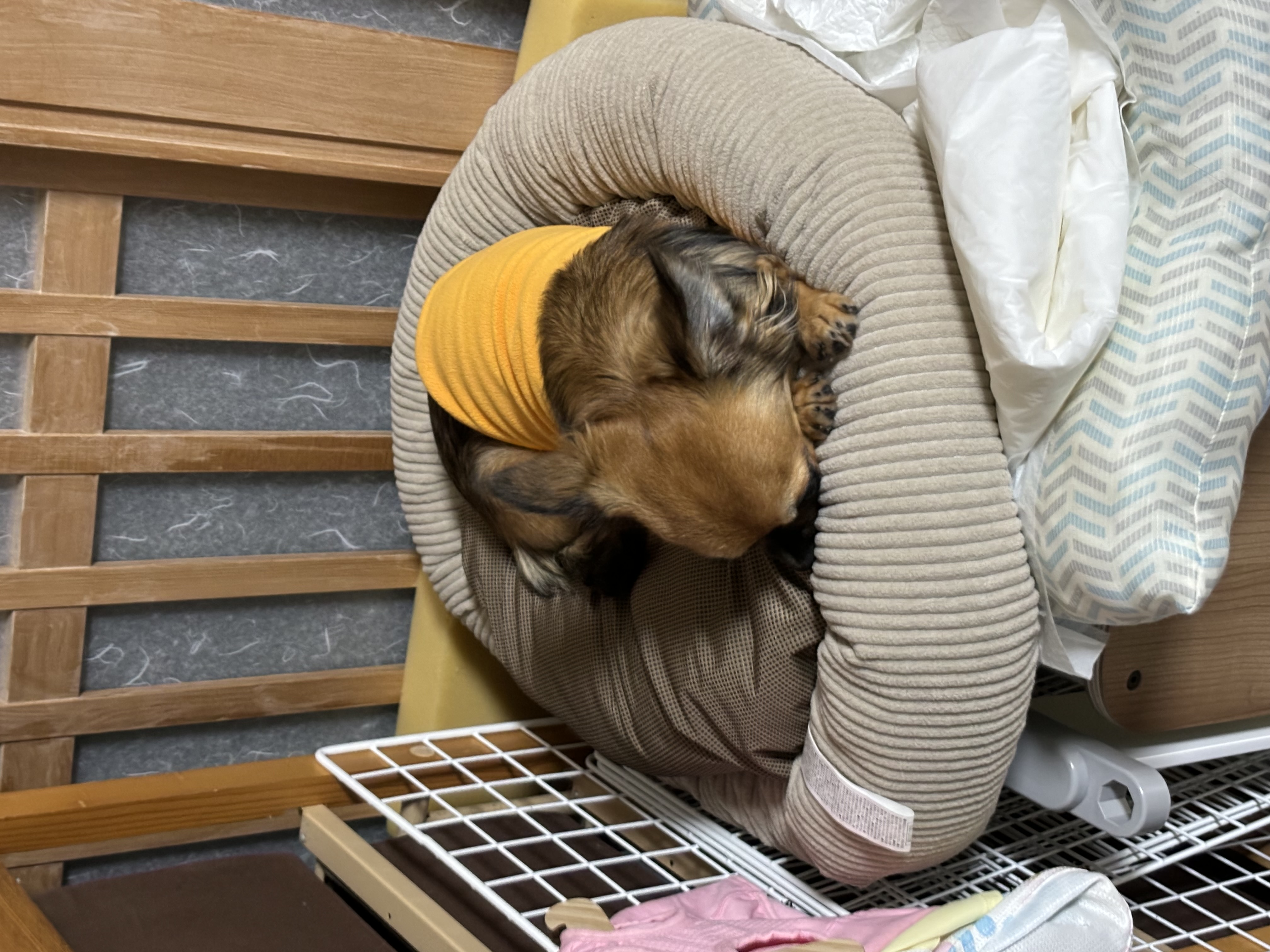 冬のチワワは温かさ優先