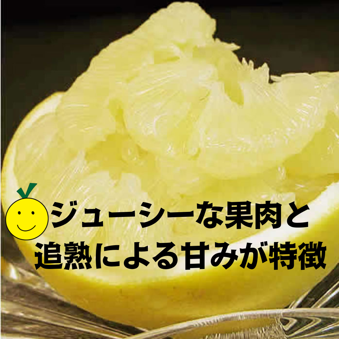 文旦（ぶんたん）とは・・・？