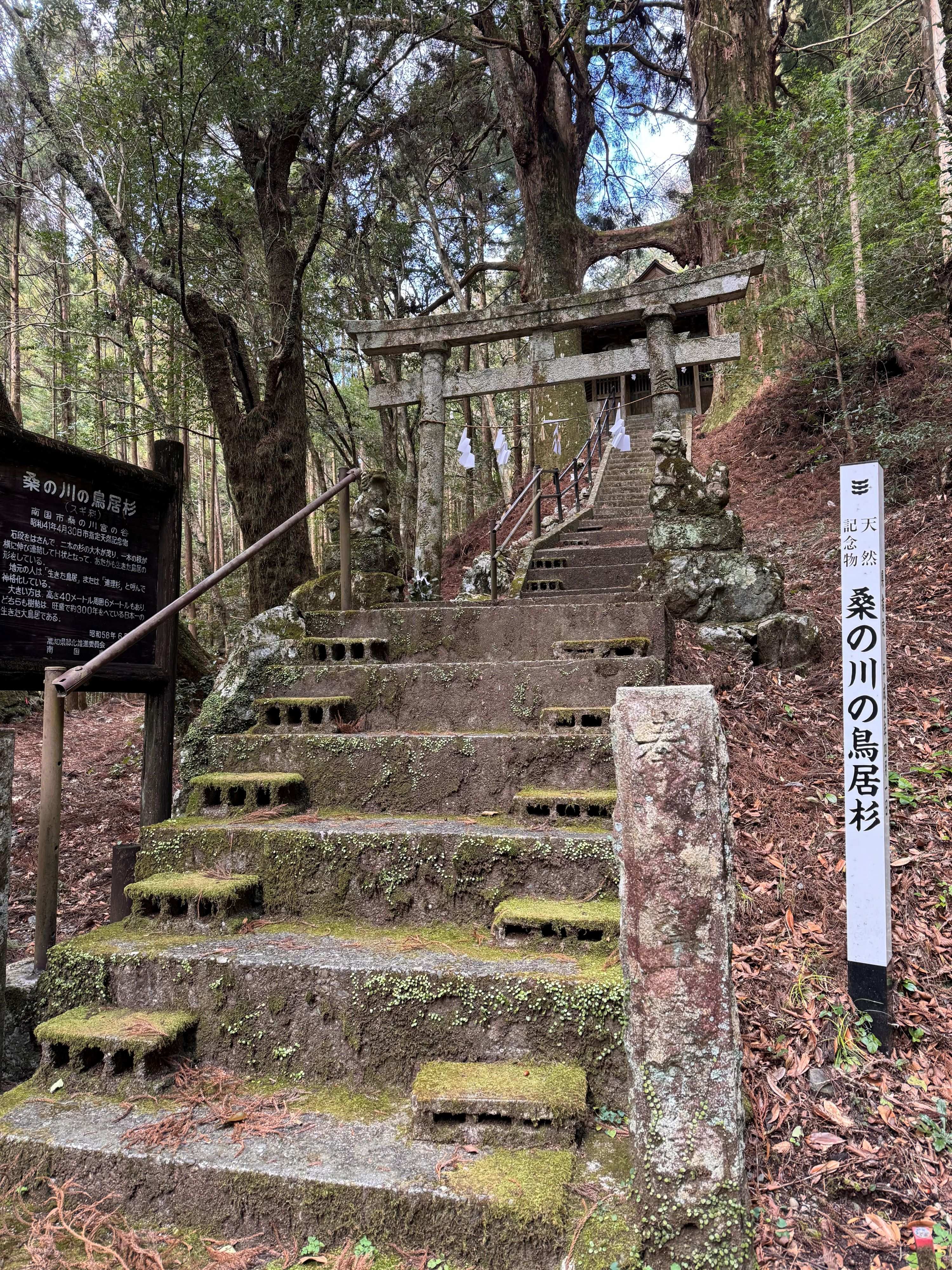 桑の川の鳥居杉まで