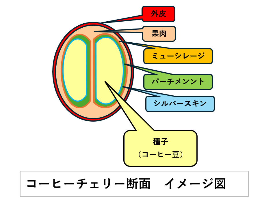 コーヒー豆原産地での精製方法について　①コーヒーチェリーについて
