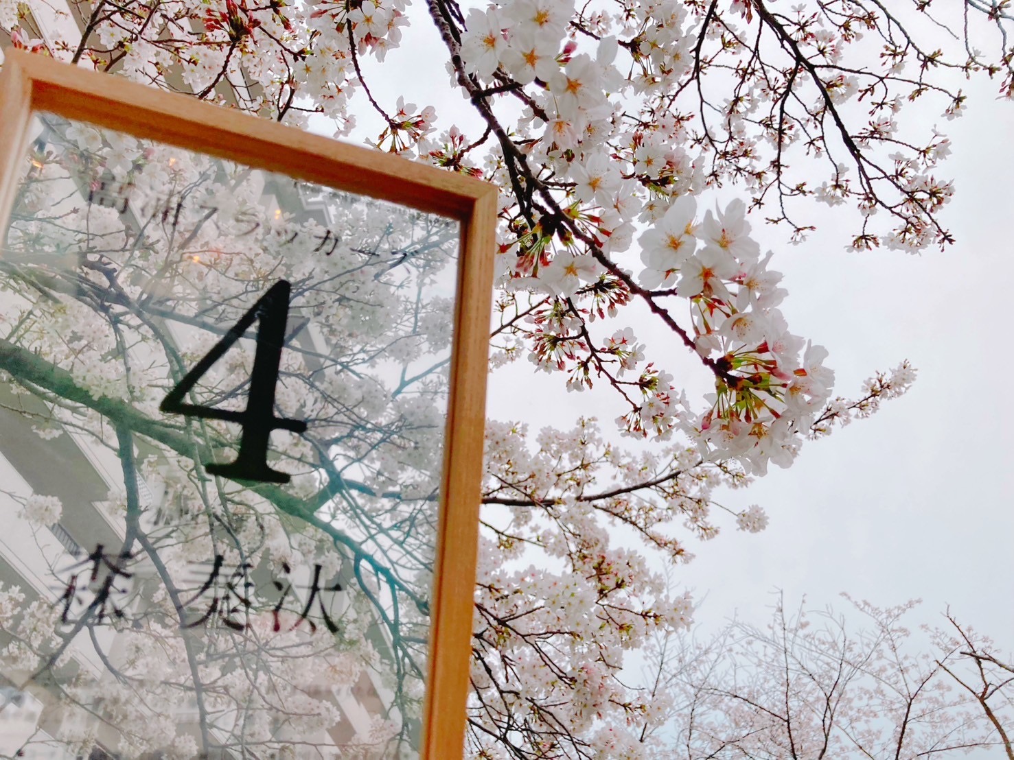 桜。