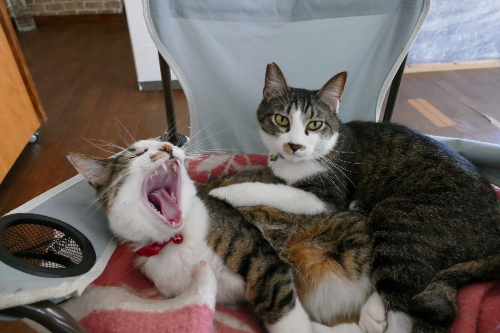 2026年2月22日【猫の日】企画のお知らせ🐾