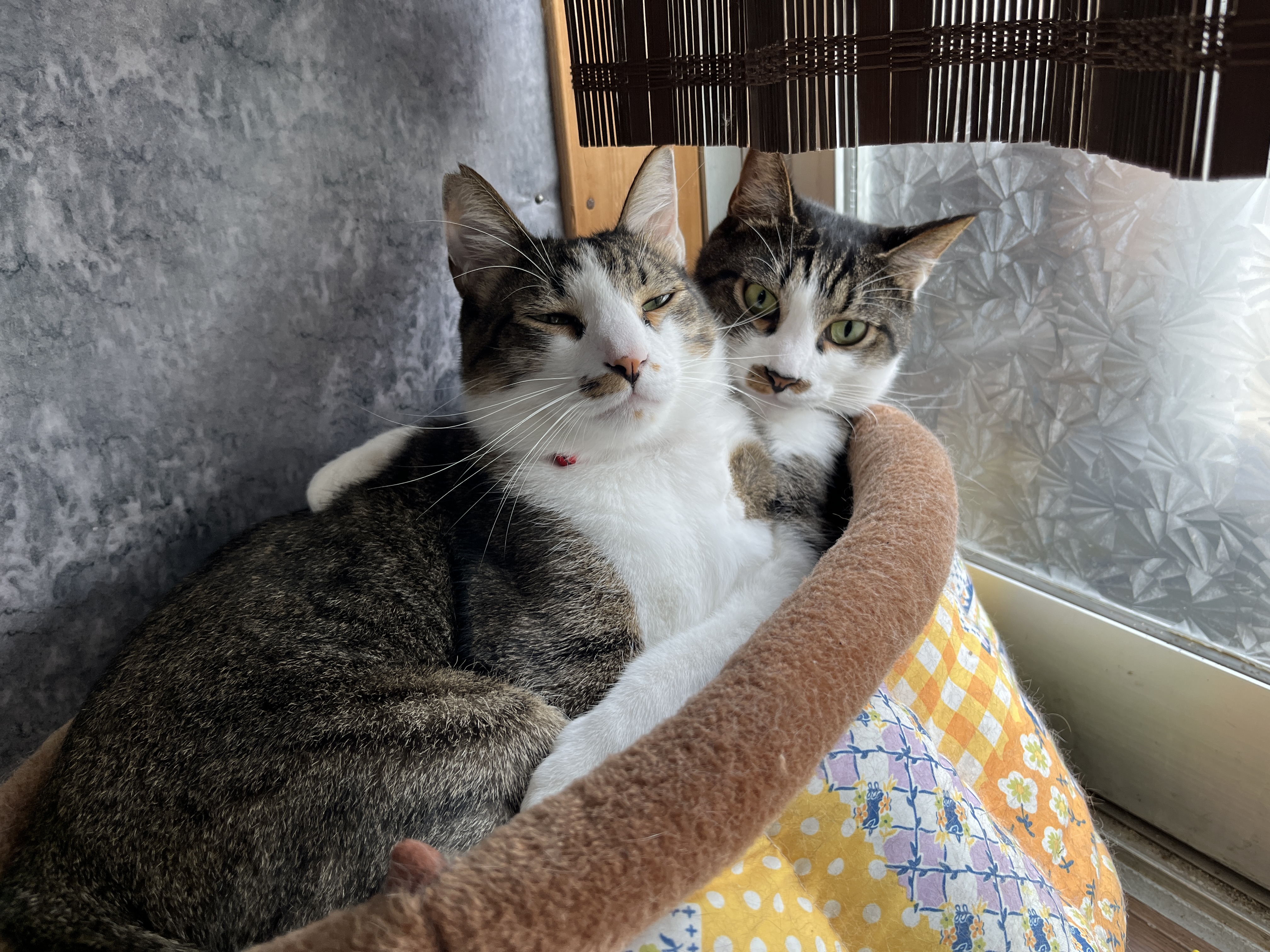 2026年カレンダー販売会を開催します!