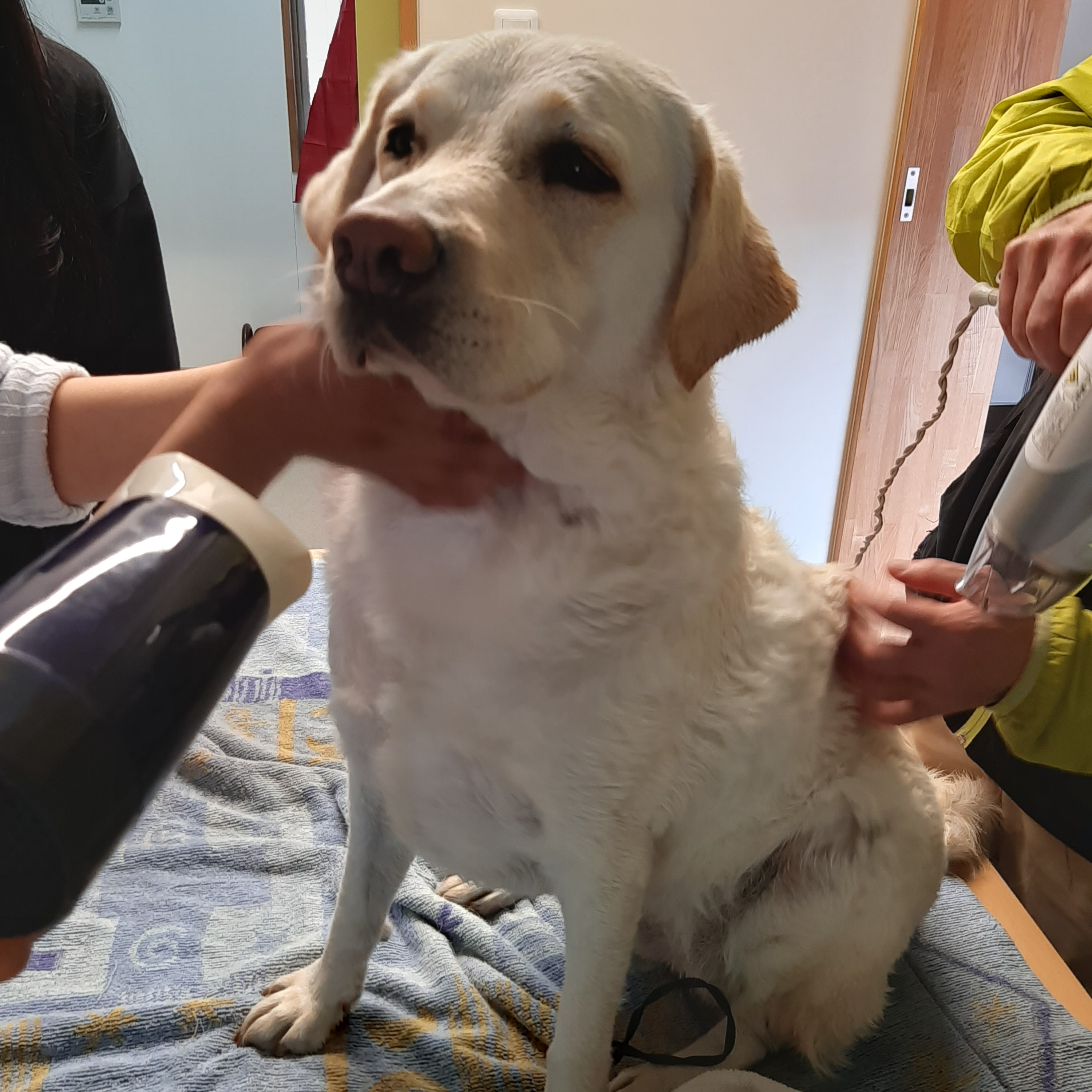 【モニター募集】東栄町産セリサイト配合・愛犬用シャンプーバー