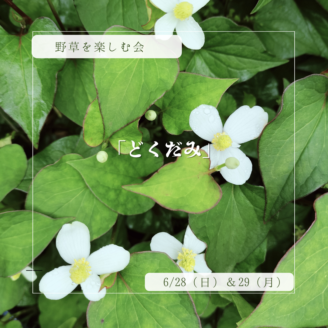 ６月　野草を楽しむ会「どくだみ」