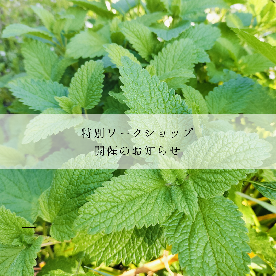 【特別講座】レモンバームを使った蒸留体験　※受付終了しました