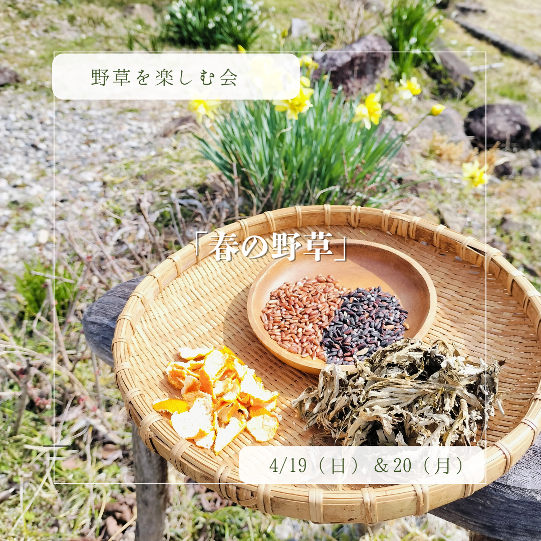 「野草を楽しむ会」４月から始まります！