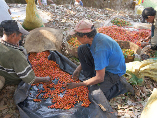 新豆入荷おしらせ