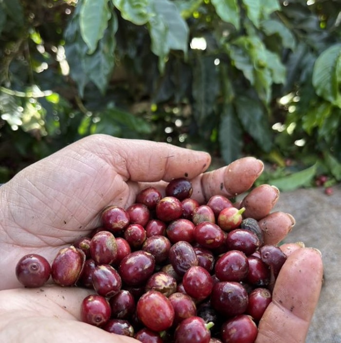 クィーンショコラまもなく販売開始