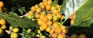 3月新豆入荷お知らせ