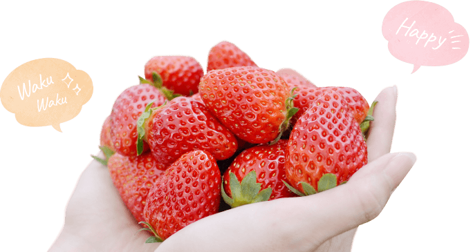 日本一のいちごのまち・真岡市！ベリーズバトンの苺を販売開始します！