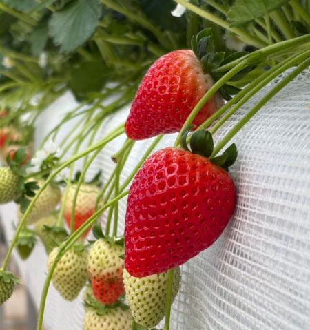 「いちご狩り」予約受付中！