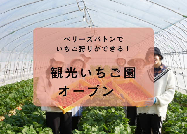 観光農園 いちご狩りご予約スタート！