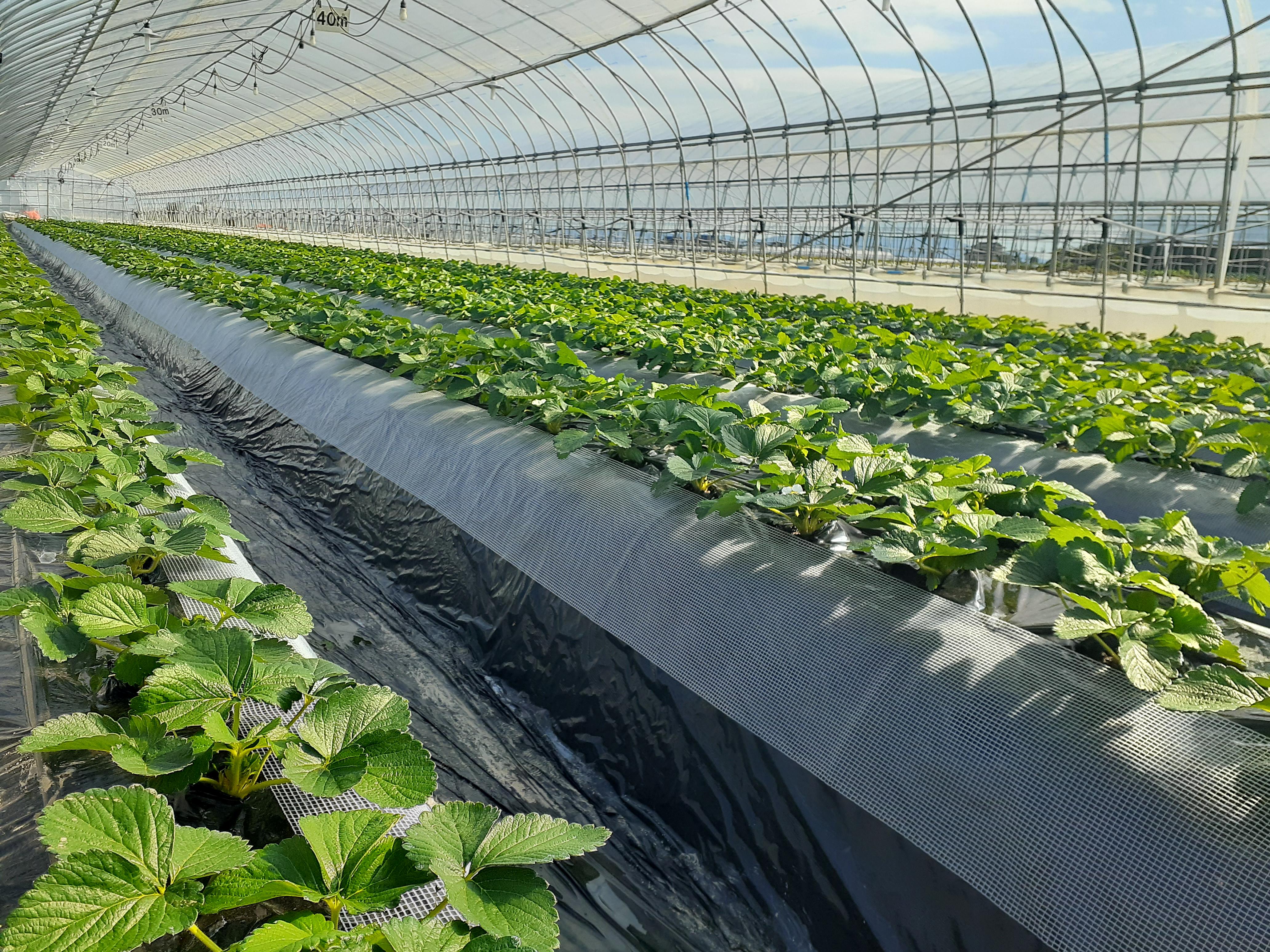 11月には注文受付開始・発送開始の予定!