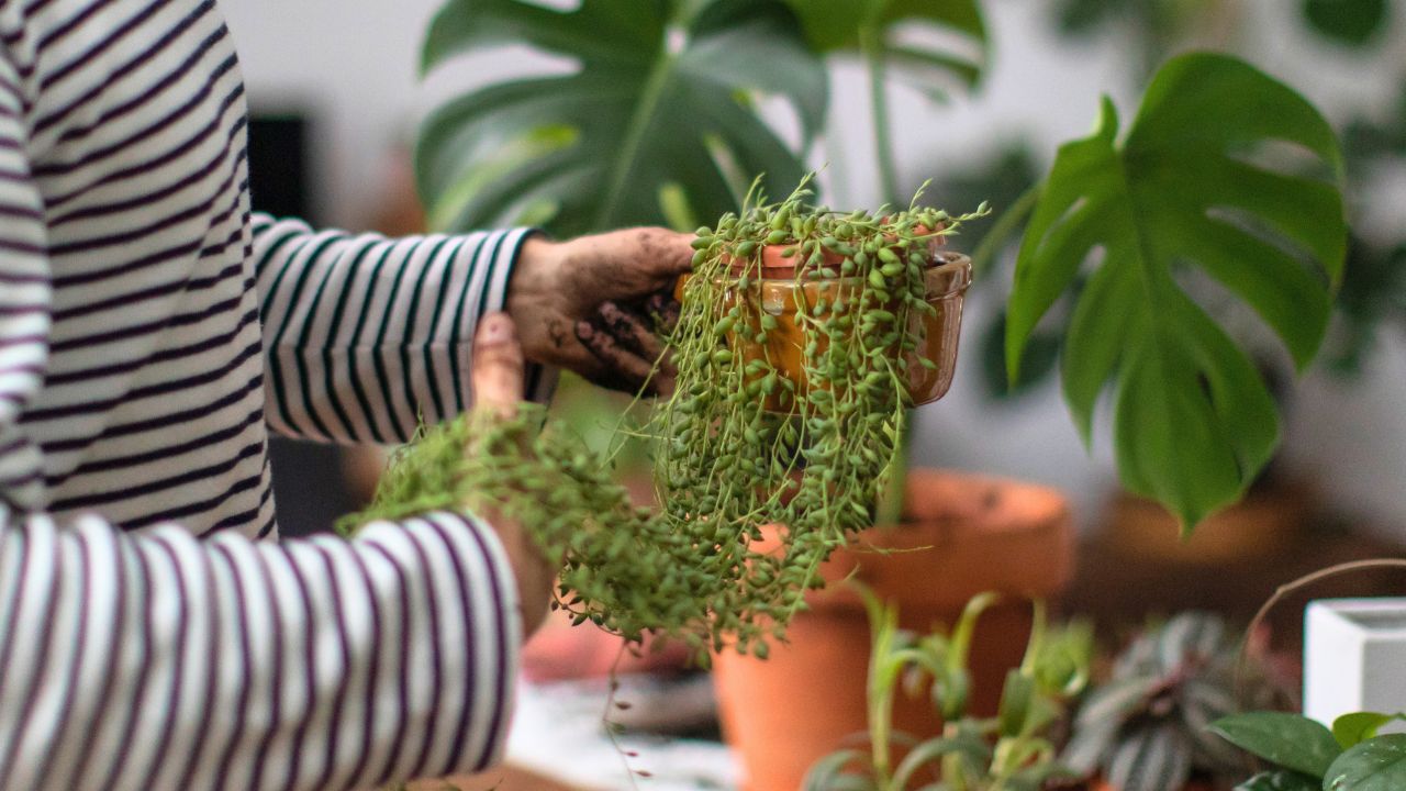 猛暑でバテた観葉植物の「秋リカバリー」|元気がない原因と冬支度チェックリスト