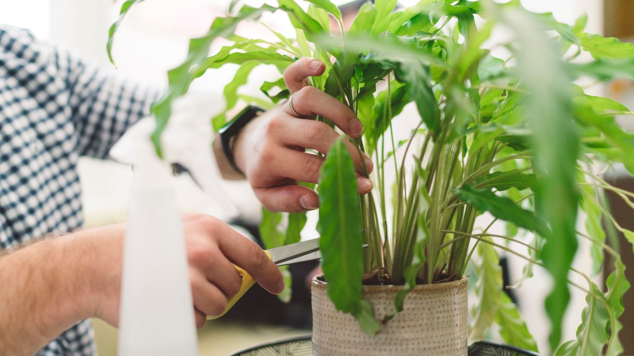 観葉植物の剪定 - 美しく健康な植物を育てるためのテクニック
