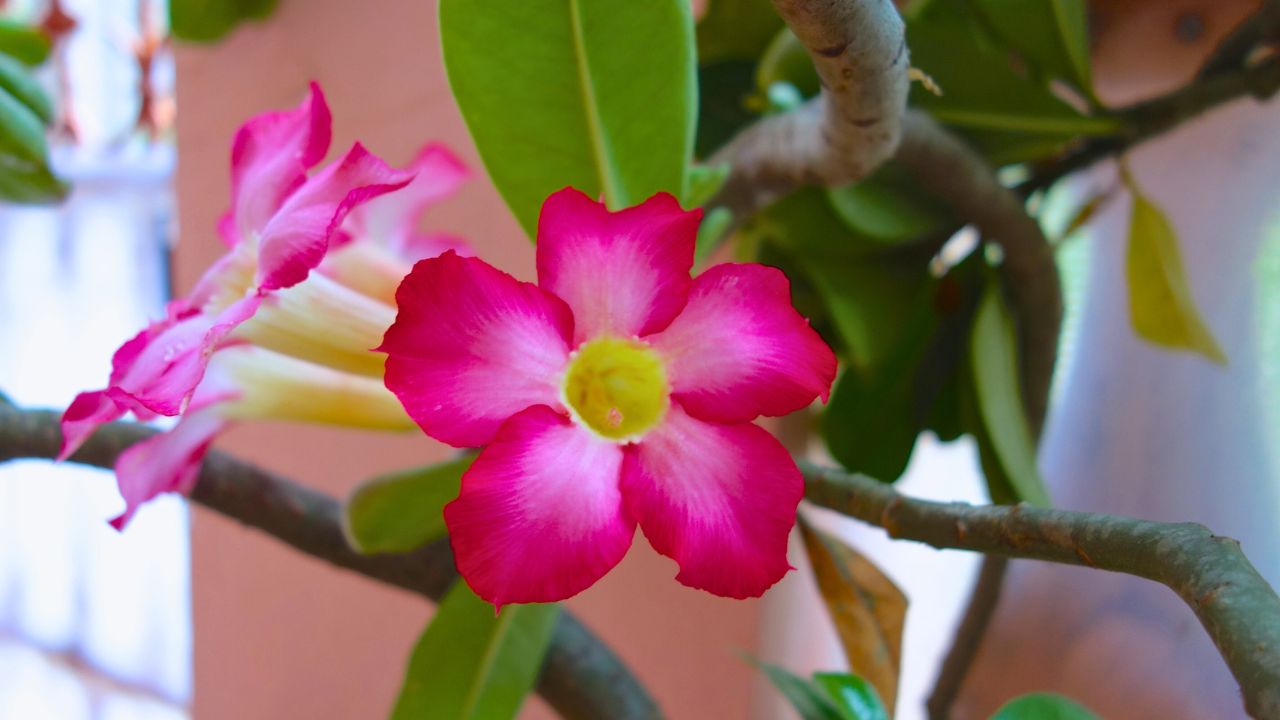 室内で花を咲かせてくれる おすすめ観葉植物６種