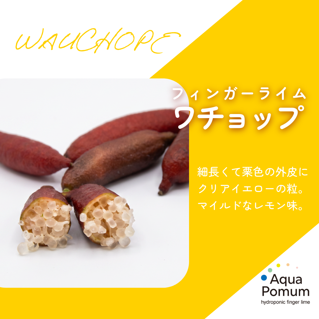 上品で華やか！「ワチョップ」のご紹介