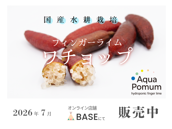 水耕栽培フィンガーライム「ワチョップ」販売開始のお知らせ