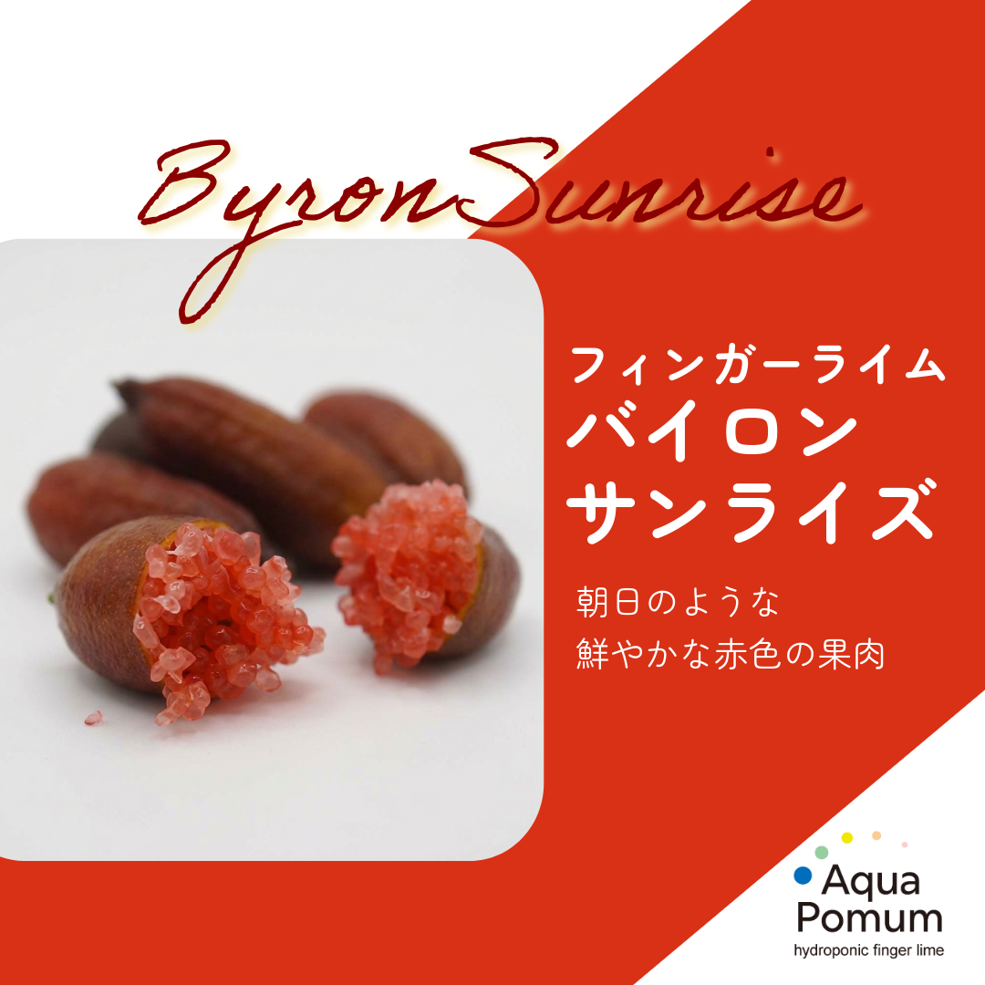 キラキラのキャビアパールが魅力！「バイロンサンライズ」のご紹介