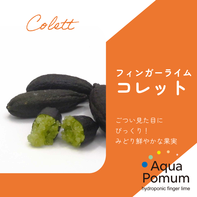 ごつい見た目にびっくり！鮮やかグリーンのフィンガーライム「コレット」の魅力とおすすめレシピ