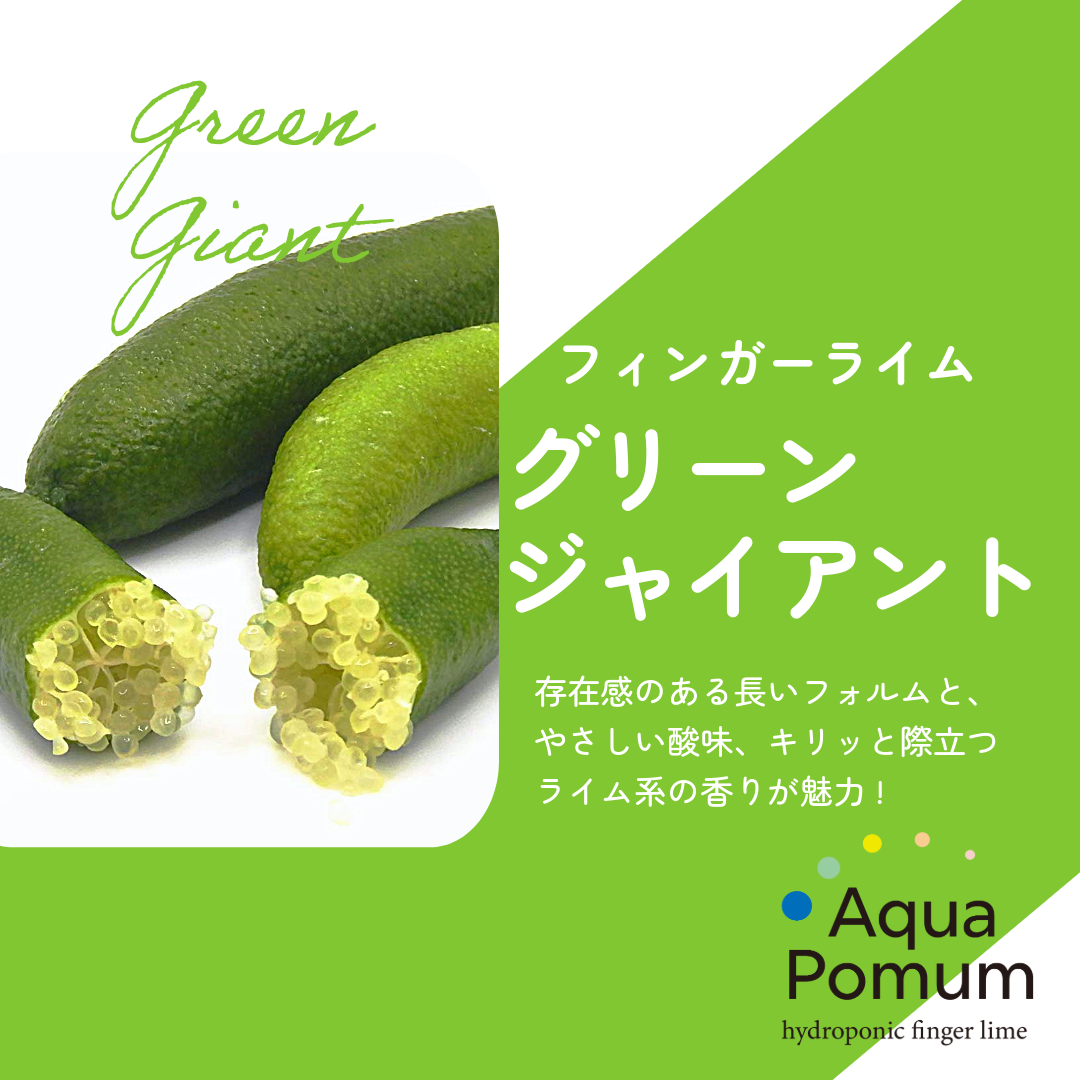特大サイズとキリッとした清涼感！素材を引き立てる上品な酸味が魅力の「グリーンジャイアント」のご紹介