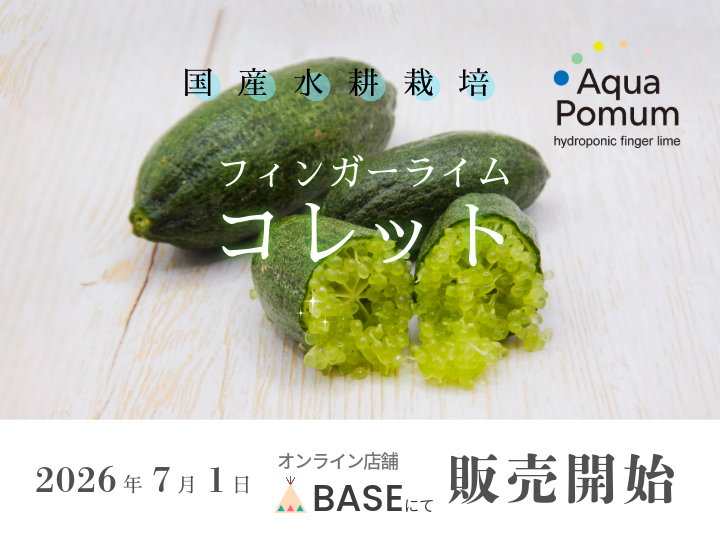 2026年フィンガーライムコレット販売開始です。