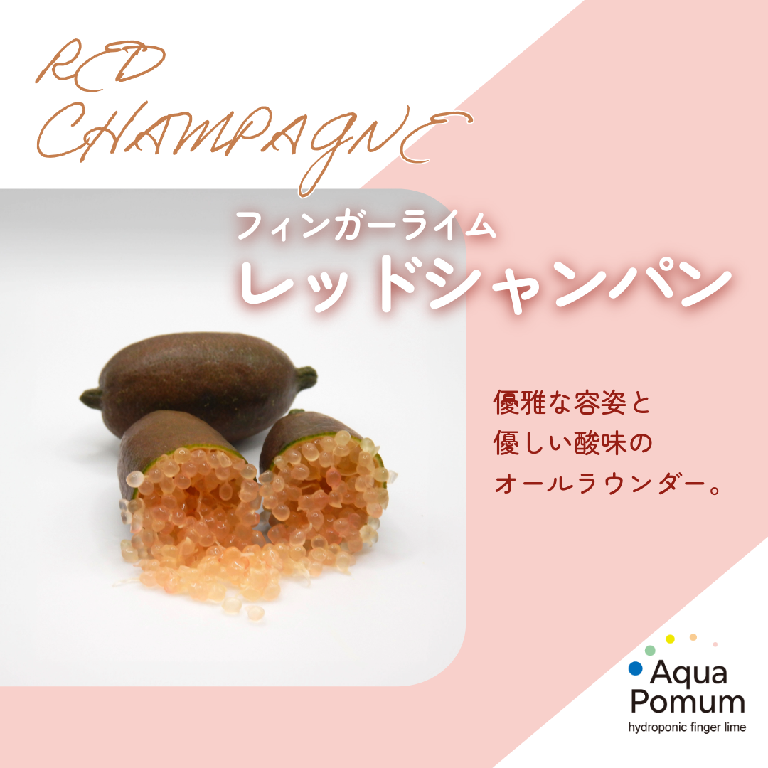 さまざまな料理に寄り添うオールラウンダー！「レッドシャンパン」のご紹介
