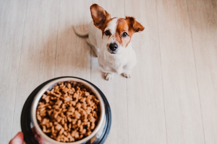 愛犬がドライフードを食べない原因とは？