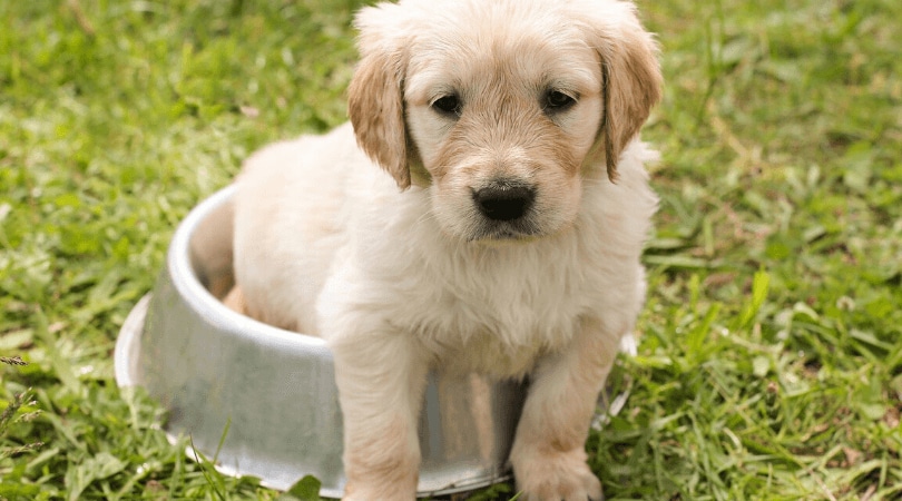 子犬のフード切り替え時期4つ！成長段階に応じて適切に給餌しよう