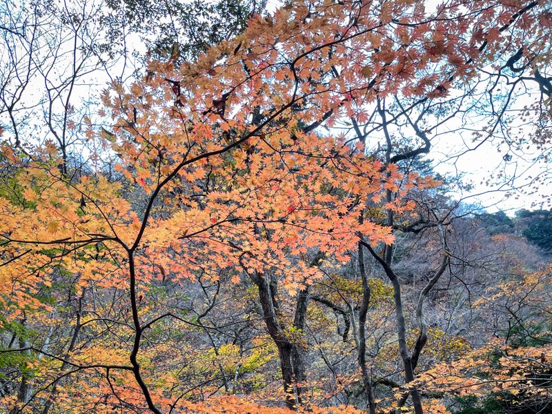 『秋登山でリラックス！』