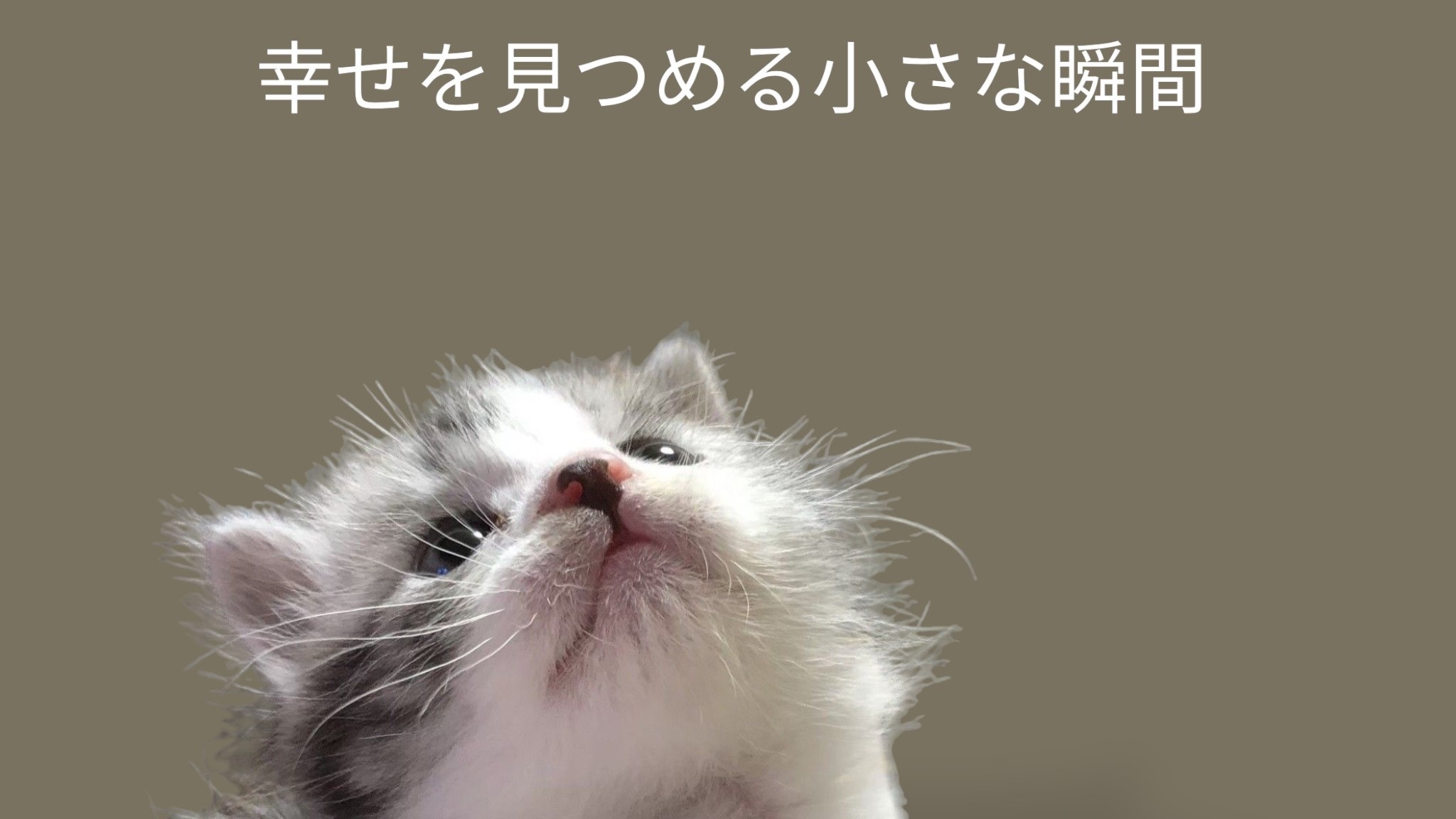 「ユニークアートパネル - 一言添えたペットたちのコレクション」