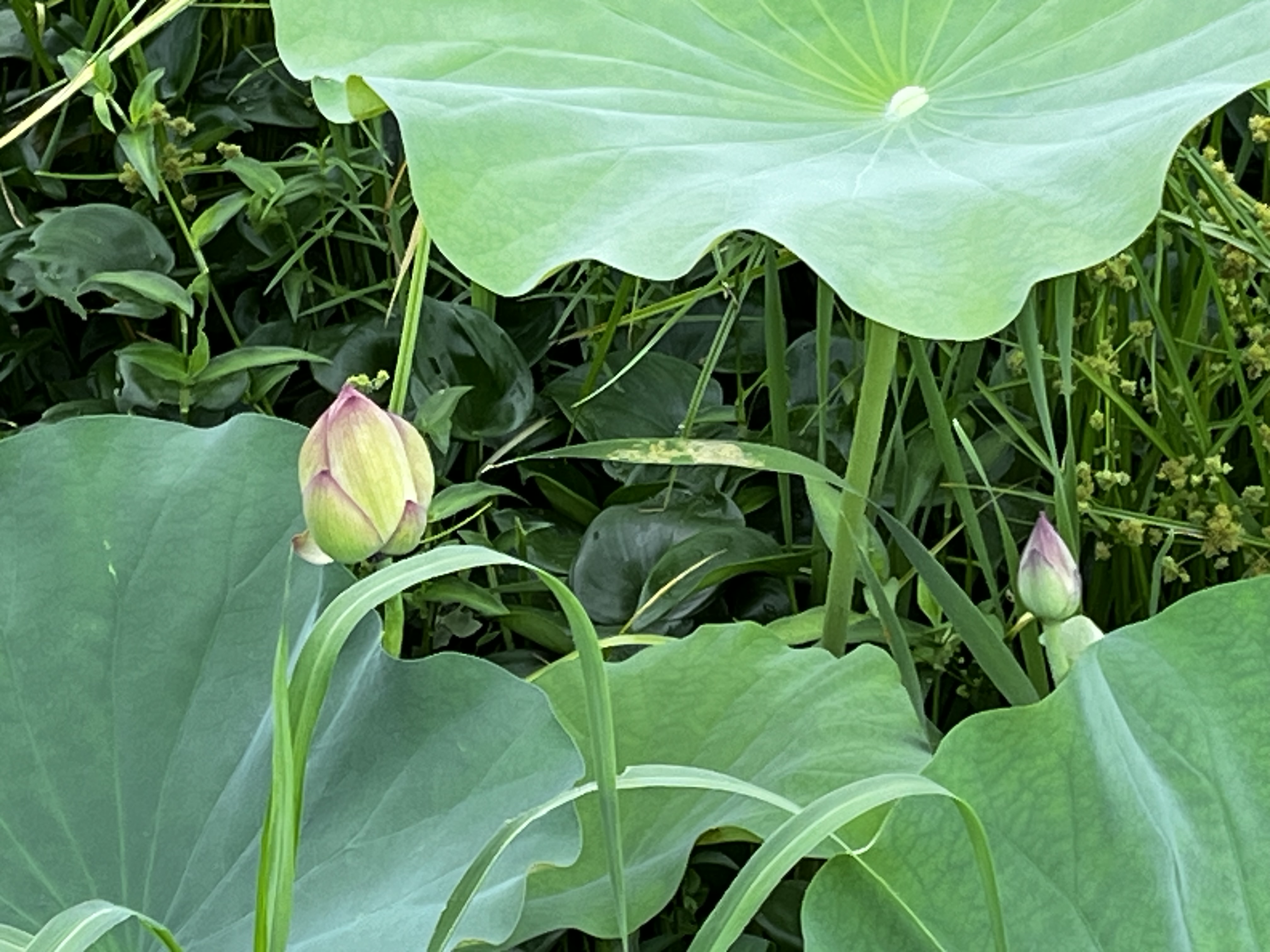 ハスの花が咲きそう！