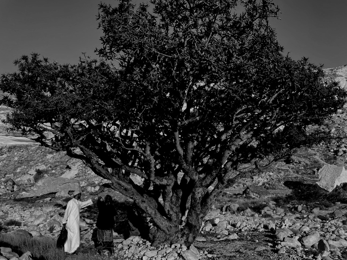 フランキンセンスの香り、リリースのおしらせ。