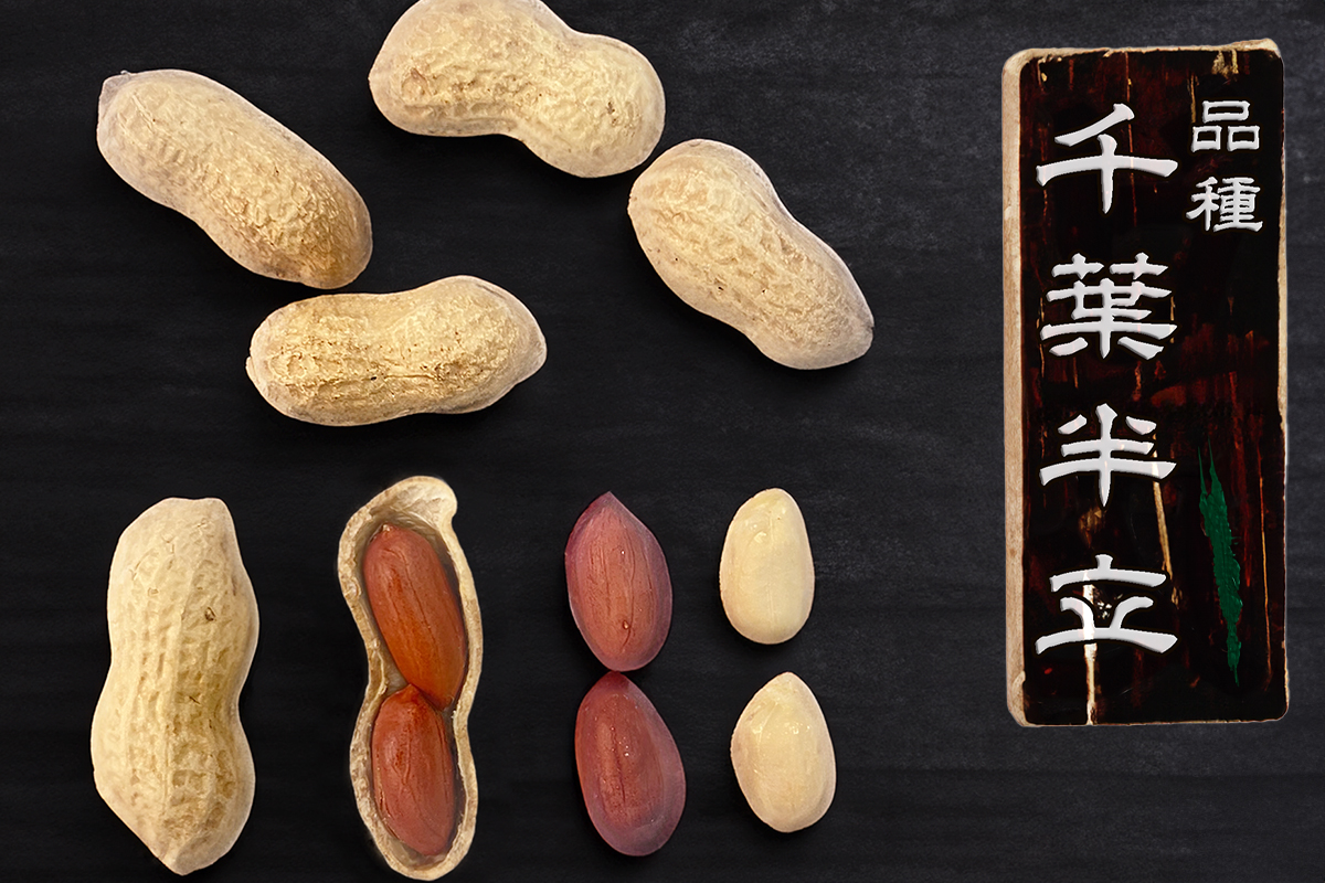 ★新規取扱 千葉半立　から煎り落花生