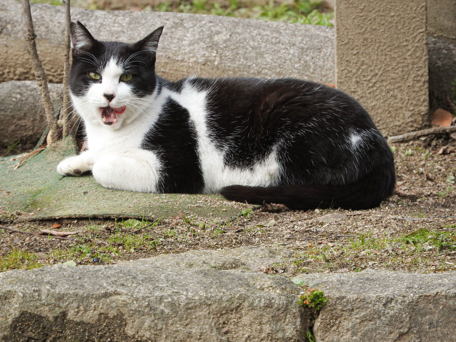 室内飼いの元野良猫ビツ 外を眺める哀愁ある背中