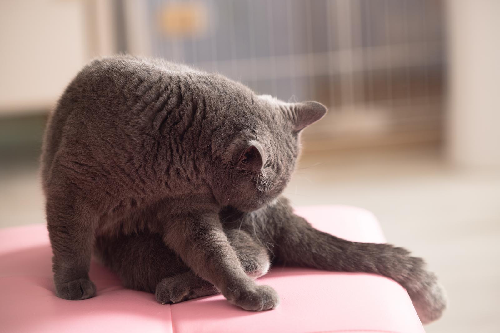 換毛期到来！猫にお風呂って必要？