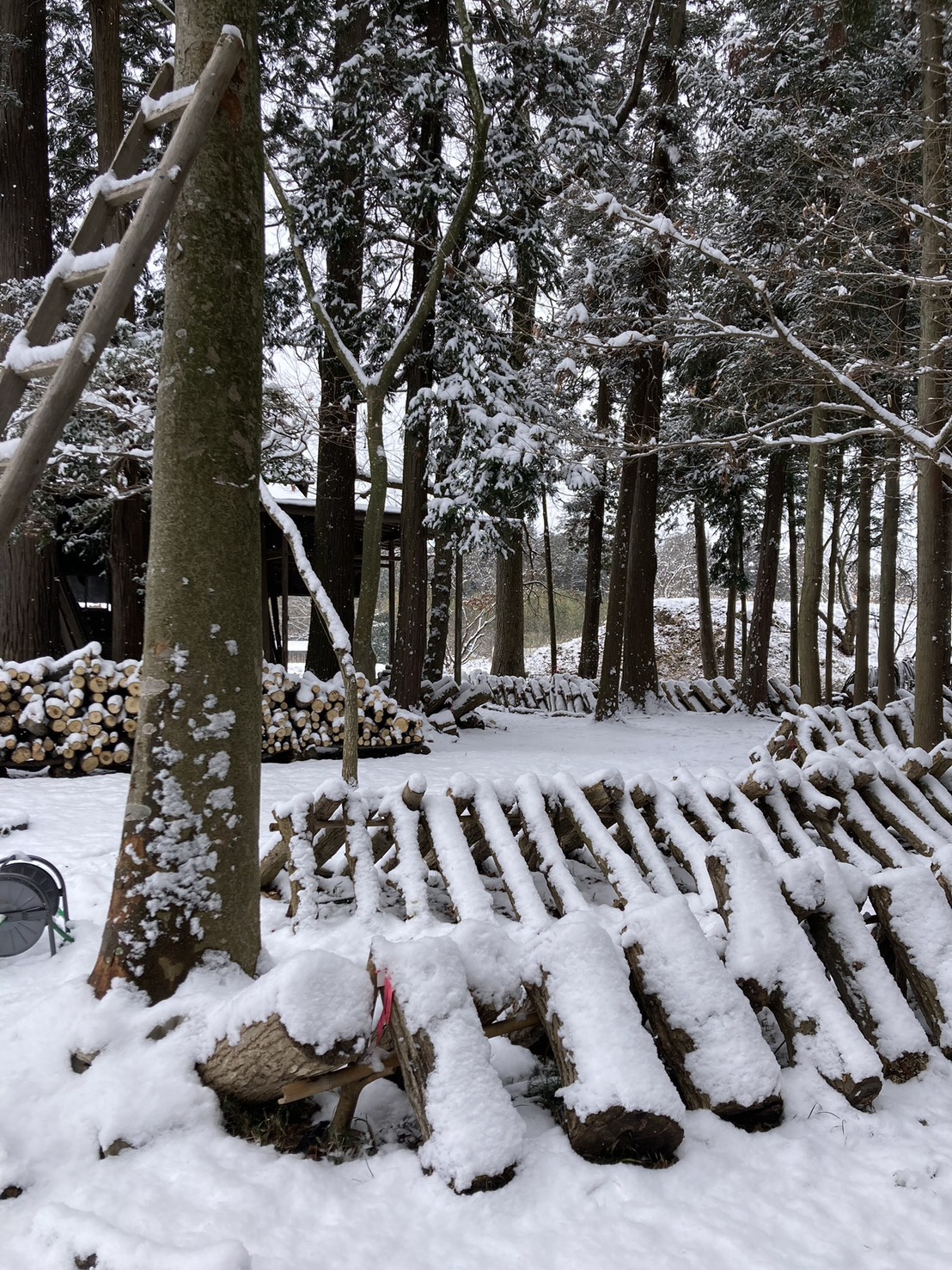 2026年2月8日、雪と原木しいたけのある雑木林の風景。