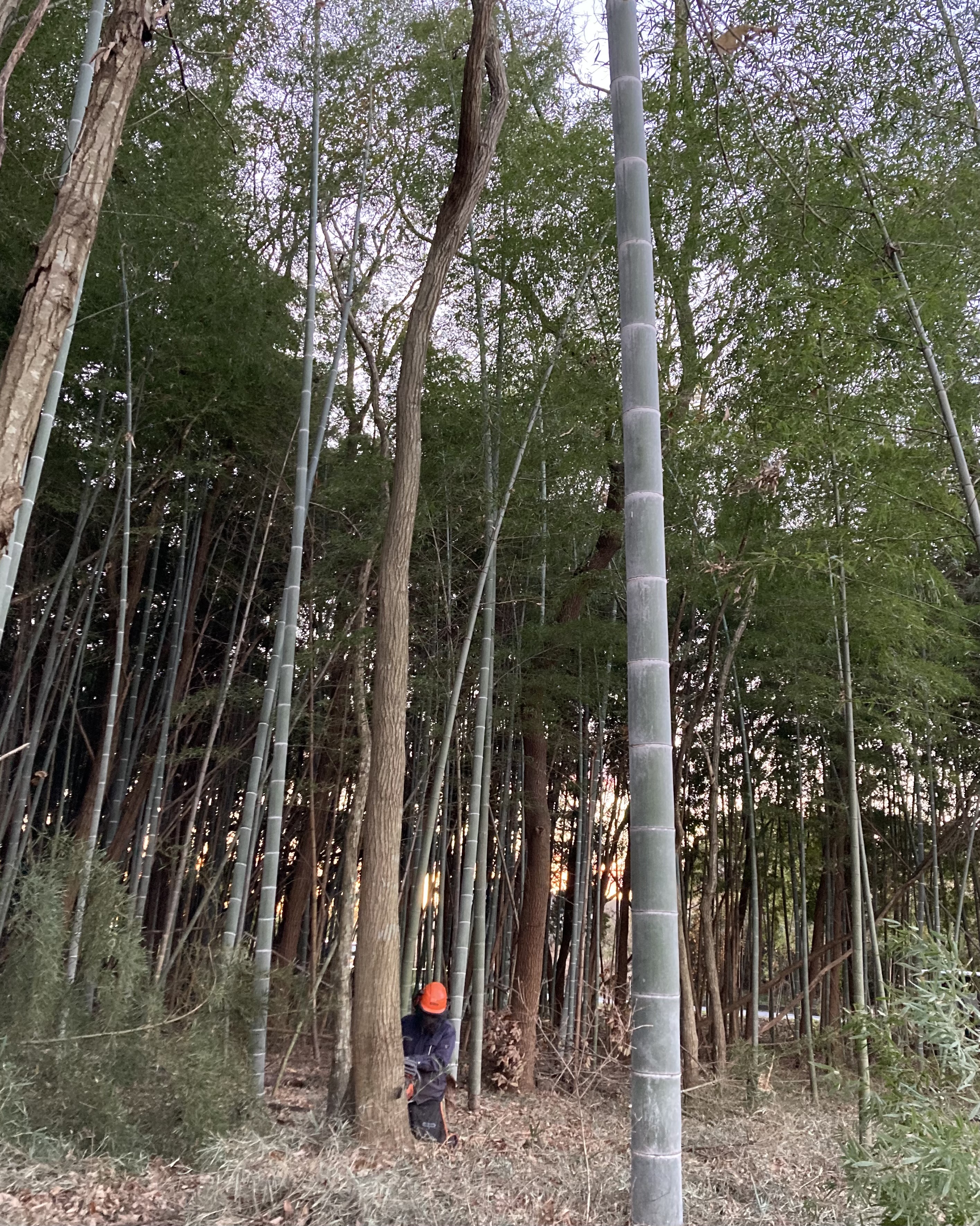 木を伐るということ。