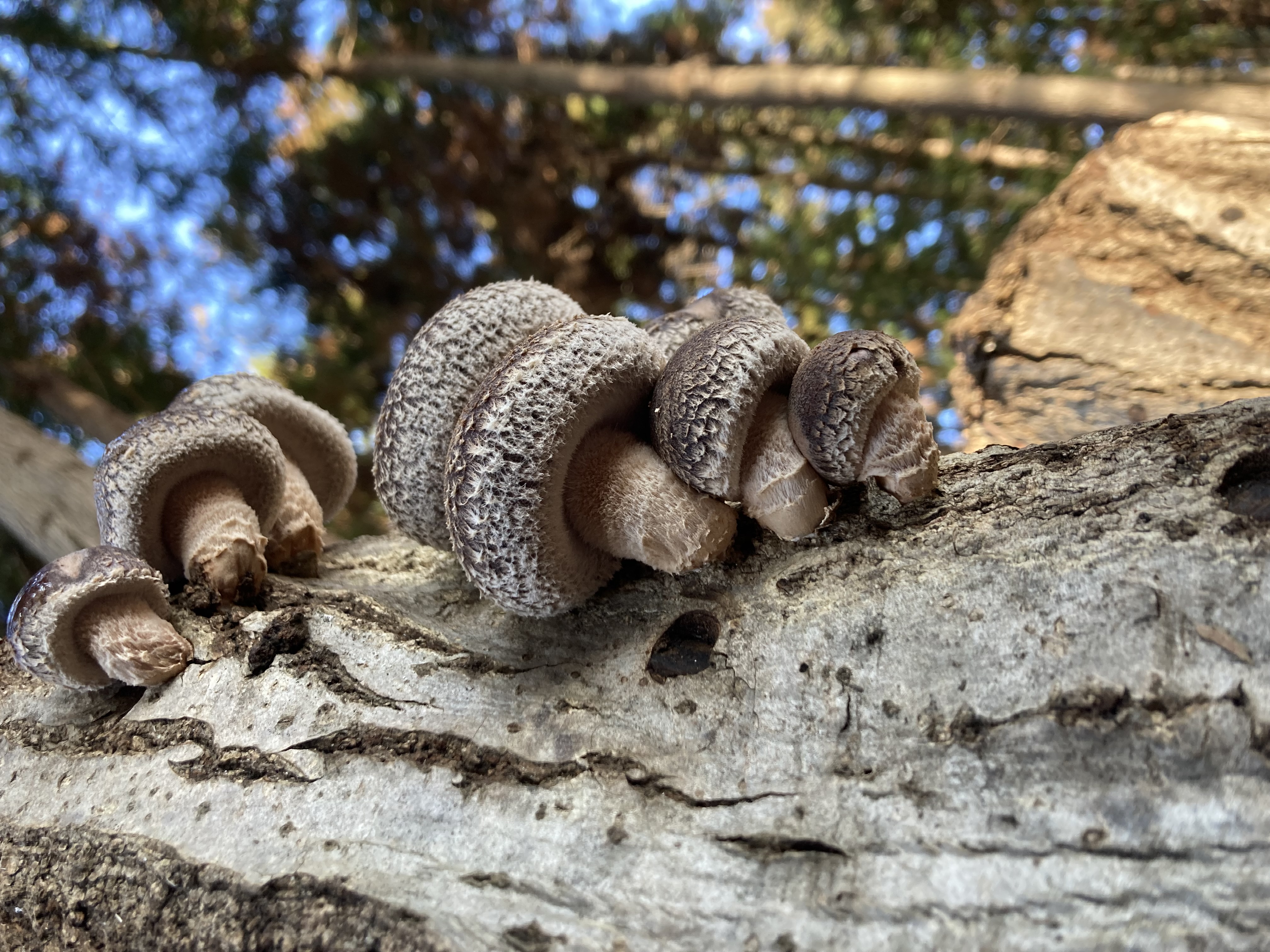 水戸の小さな雑木林で、数百万分の1と向き合う。